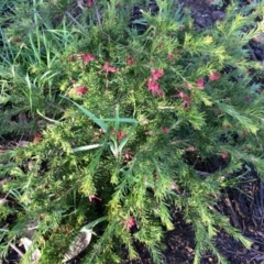 Grevillea rosmarinifolia subsp. rosmarinifolia at Watson, ACT - 10 Sep 2014 08:21 AM