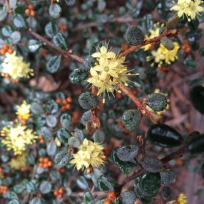 Phebalium squamulosum subsp. ozothamnoides (Alpine Phebalium, Scaly Phebalium) at Capital Hill, ACT - 28 Aug 2014 by AaronClausen