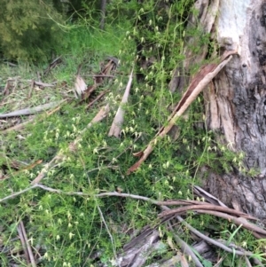 Clematis leptophylla at Watson, ACT - 12 Sep 2014