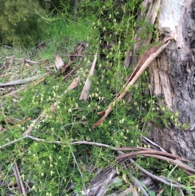 Clematis leptophylla (Small-leaf Clematis, Old Man's Beard) at Mount Majura - 11 Sep 2014 by AaronClausen