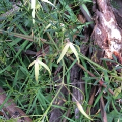 Clematis leptophylla at Watson, ACT - 12 Sep 2014 08:28 AM