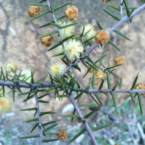 Acacia ulicifolia at Majura, ACT - 12 Sep 2014