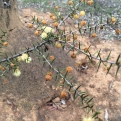 Acacia ulicifolia at Majura, ACT - 12 Sep 2014