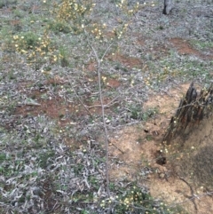 Acacia ulicifolia at Majura, ACT - 12 Sep 2014 08:16 AM