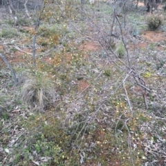 Acacia ulicifolia at Majura, ACT - 12 Sep 2014