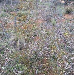 Acacia ulicifolia at Majura, ACT - 12 Sep 2014