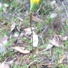 Microseris walteri (Yam Daisy, Murnong) at Mount Majura - 11 Sep 2014 by AaronClausen