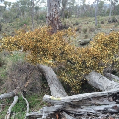 Acacia ulicifolia at Mount Majura - 11 Sep 2014 by AaronClausen