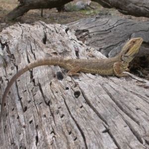 Pogona barbata at Hackett, ACT - suppressed