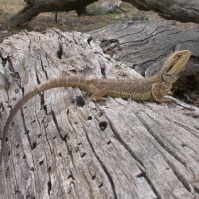 Pogona barbata (Eastern Bearded Dragon) at Hackett, ACT - 9 Jan 2016 by waltraud