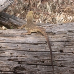 Pogona barbata at Hackett, ACT - suppressed