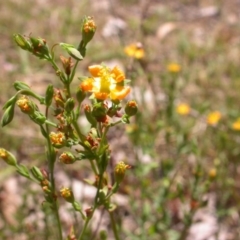 Hypericum gramineum (Small St Johns Wort) at Hackett, ACT - 10 Jan 2016 by waltraud