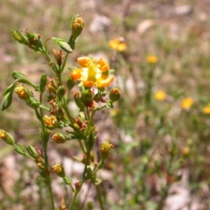 Hypericum gramineum at Hackett, ACT - 10 Jan 2016