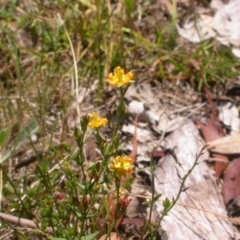 Hypericum gramineum at Hackett, ACT - 10 Jan 2016