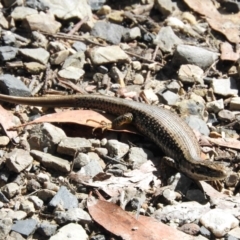 Eulamprus heatwolei (Yellow-bellied Water Skink) at Monga, NSW - 9 Jan 2016 by ArcherCallaway