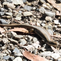 Eulamprus heatwolei (Yellow-bellied Water Skink) at QPRC LGA - 8 Jan 2016 by ArcherCallaway