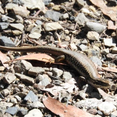 Eulamprus heatwolei (Yellow-bellied Water Skink) at Monga, NSW - 9 Jan 2016 by ArcherCallaway