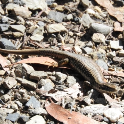 Eulamprus heatwolei (Yellow-bellied Water Skink) at Monga National Park - 8 Jan 2016 by ArcherCallaway