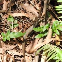 Eulamprus heatwolei (Yellow-bellied Water Skink) at QPRC LGA - 9 Jan 2016 by ArcherCallaway