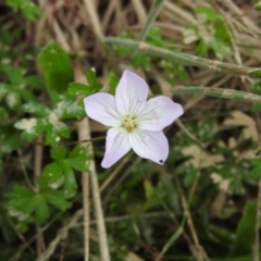 Unidentified at Monga, NSW - 9 Jan 2016 by ArcherCallaway