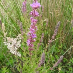 Lythrum salicaria (Purple Loosestrife) at Monga, NSW - 9 Jan 2016 by RyuCallaway