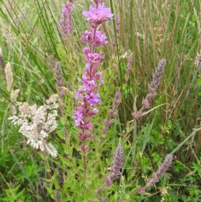 Lythrum salicaria (Purple Loosestrife) at Monga, NSW - 9 Jan 2016 by ArcherCallaway