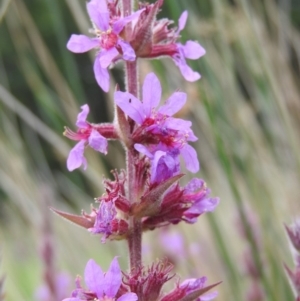 Lythrum salicaria at Monga, NSW - 9 Jan 2016 03:27 PM