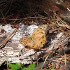 Heteronympha merope (Common Brown Butterfly) at Fadden, ACT - 10 Jan 2016 by ArcherCallaway