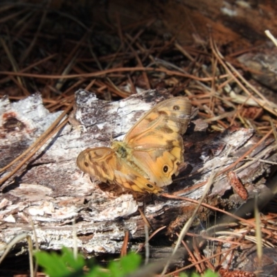 Heteronympha merope (Common Brown Butterfly) at Fadden, ACT - 10 Jan 2016 by ArcherCallaway