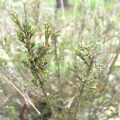 Dillwynia sericea at Mount Majura - 11 Sep 2014 by AaronClausen