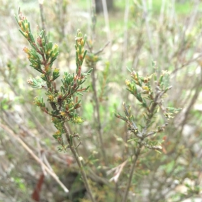 Dillwynia sericea at Mount Majura - 11 Sep 2014 by AaronClausen