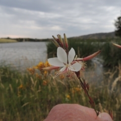 Oenothera lindheimeri (Clockweed) at Point Hut Pond - 6 Dec 2015 by michaelb