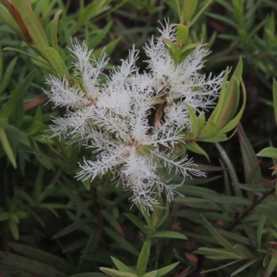 Melaleuca linariifolia (Flax-leaved Paperbark) at Gordon, ACT - 6 Dec 2015 by michaelb