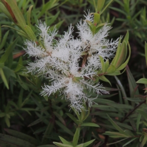 Melaleuca linariifolia at Gordon, ACT - 6 Dec 2015