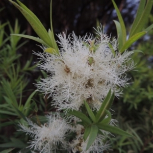 Melaleuca linariifolia at Gordon, ACT - 6 Dec 2015