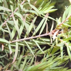 Melaleuca linariifolia at Gordon, ACT - 6 Dec 2015