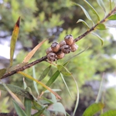 Melaleuca linariifolia at Gordon, ACT - 6 Dec 2015 07:45 PM