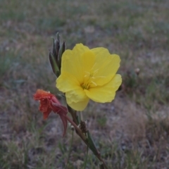 Oenothera stricta subsp. stricta (Common Evening Primrose) at Point Hut Pond - 6 Dec 2015 by michaelb