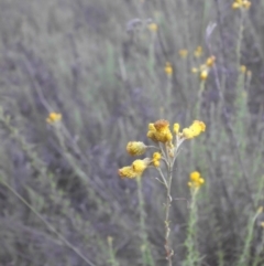 Chrysocephalum semipapposum (Clustered Everlasting) at Majura, ACT - 9 Jan 2016 by SilkeSma