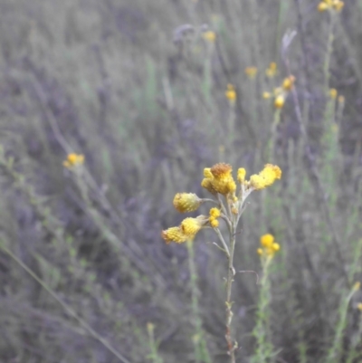 Chrysocephalum semipapposum (Clustered Everlasting) at Majura, ACT - 8 Jan 2016 by SilkeSma