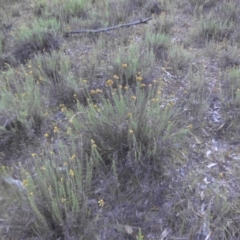 Chrysocephalum semipapposum at Majura, ACT - 9 Jan 2016