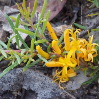 Persoonia chamaepeuce (Dwarf Geebung) at Tennent, ACT - 29 Dec 2015 by KenT