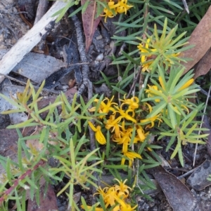 Persoonia chamaepeuce at Tennent, ACT - 29 Dec 2015