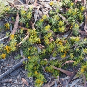 Persoonia chamaepeuce at Tennent, ACT - 29 Dec 2015