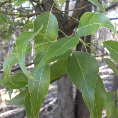 Brachychiton populneus subsp. populneus (Kurrajong) at Mount Ainslie - 8 Jan 2016 by SilkeSma