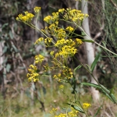 Senecio linearifolius var. denticulatus (Toothed Fireweed Groundsel) at Tharwa, ACT - 28 Dec 2015 by KenT