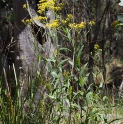 Senecio linearifolius var. denticulatus at Tharwa, ACT - 29 Dec 2015 10:55 AM