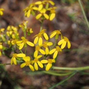 Senecio linearifolius var. denticulatus at Tharwa, ACT - 29 Dec 2015 10:55 AM