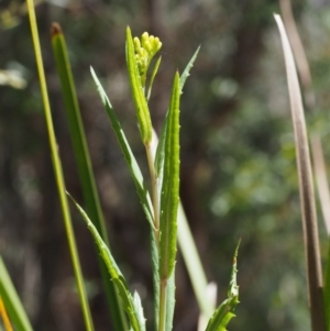 Senecio linearifolius var. denticulatus at Tharwa, ACT - 29 Dec 2015 10:55 AM