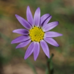 Calotis scabiosifolia var. integrifolia (Rough Burr-daisy) at Tennent, ACT - 29 Dec 2015 by KenT